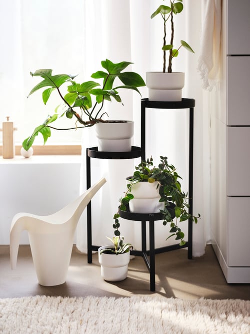 yellow with green houseplants in white plant pots on a black plant stand, a watering can, a rug, curtains, furniture.