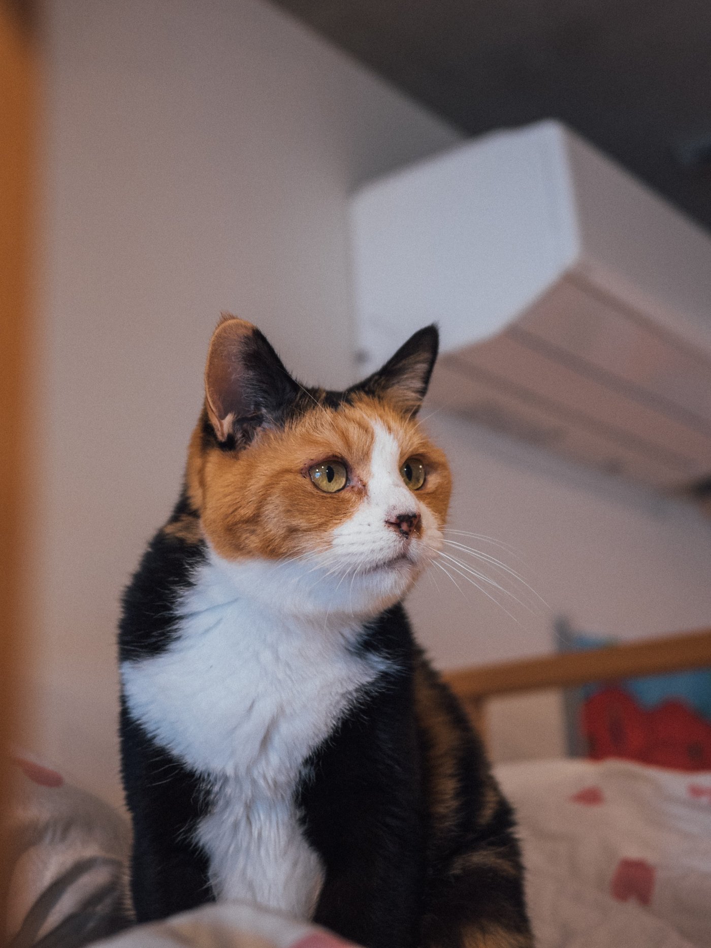 室内で、三毛猫がこちらを見上げ、背景にエアコンと壁が写っている。