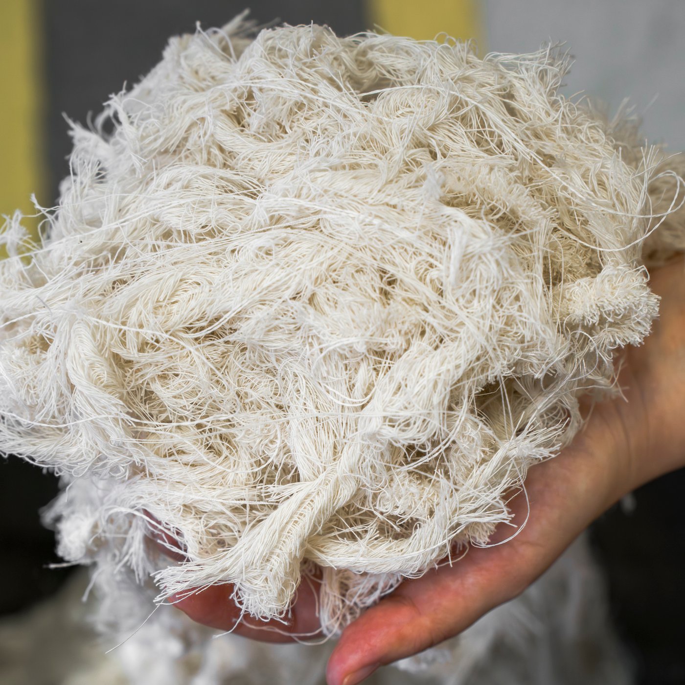 A close-up of a hand holding natural coloured cotton fibres, showcasing their soft and fluffy texture.