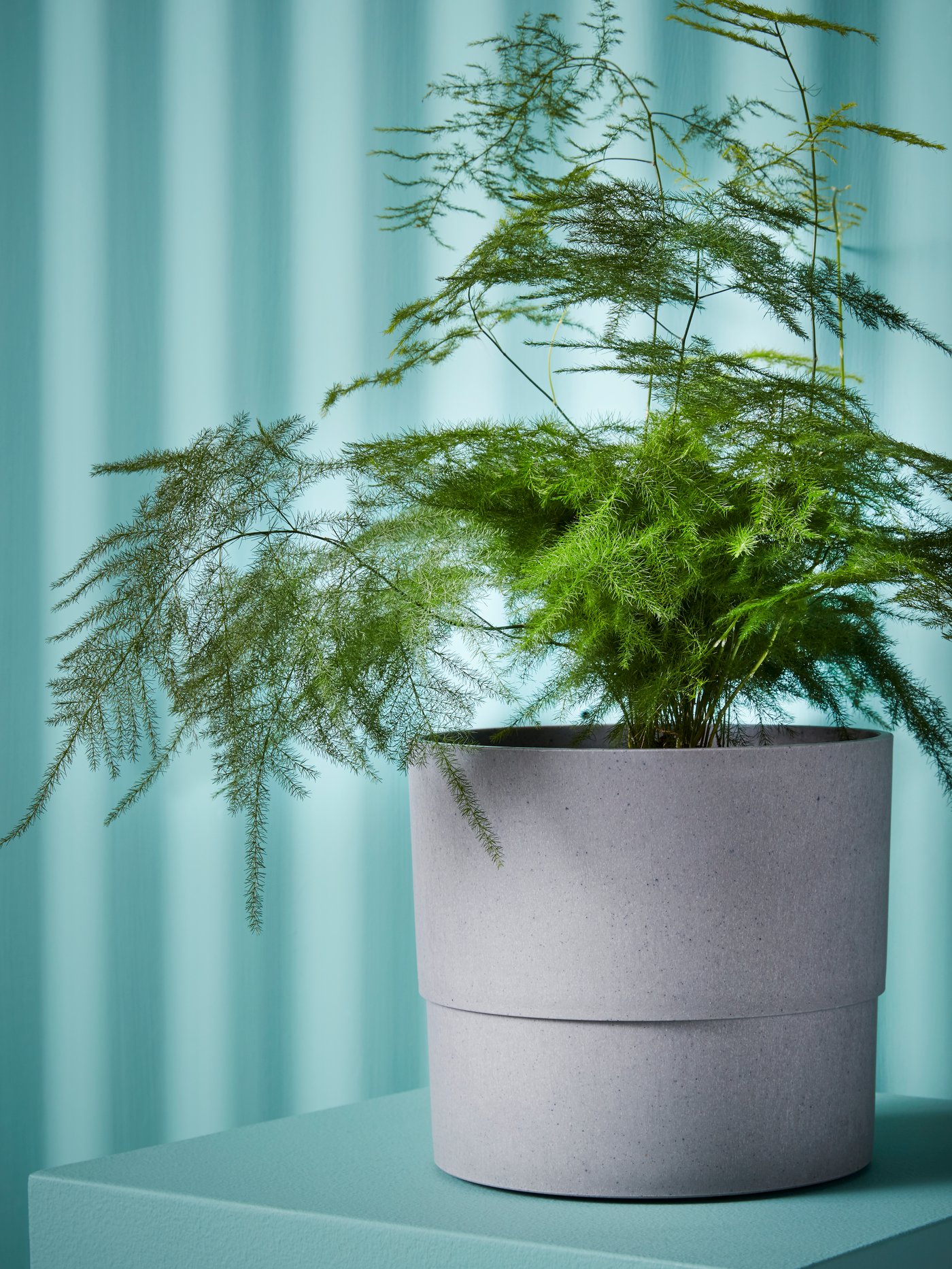 آنية نباتات NYPON رمادية تحتوي على نبات سرخس الهليون موضوعة على طاولة جانبية لون فيروزي أمام ستارة لون فيروزي.