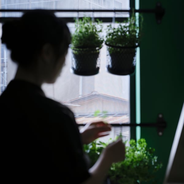 A dark silhouette of a person standing by a window, arranging potted plants hanging from a black HULTARP rail.