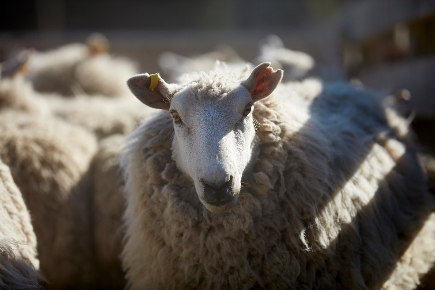 Un mouton très laineux avec une étiquette d’oreille jaune.