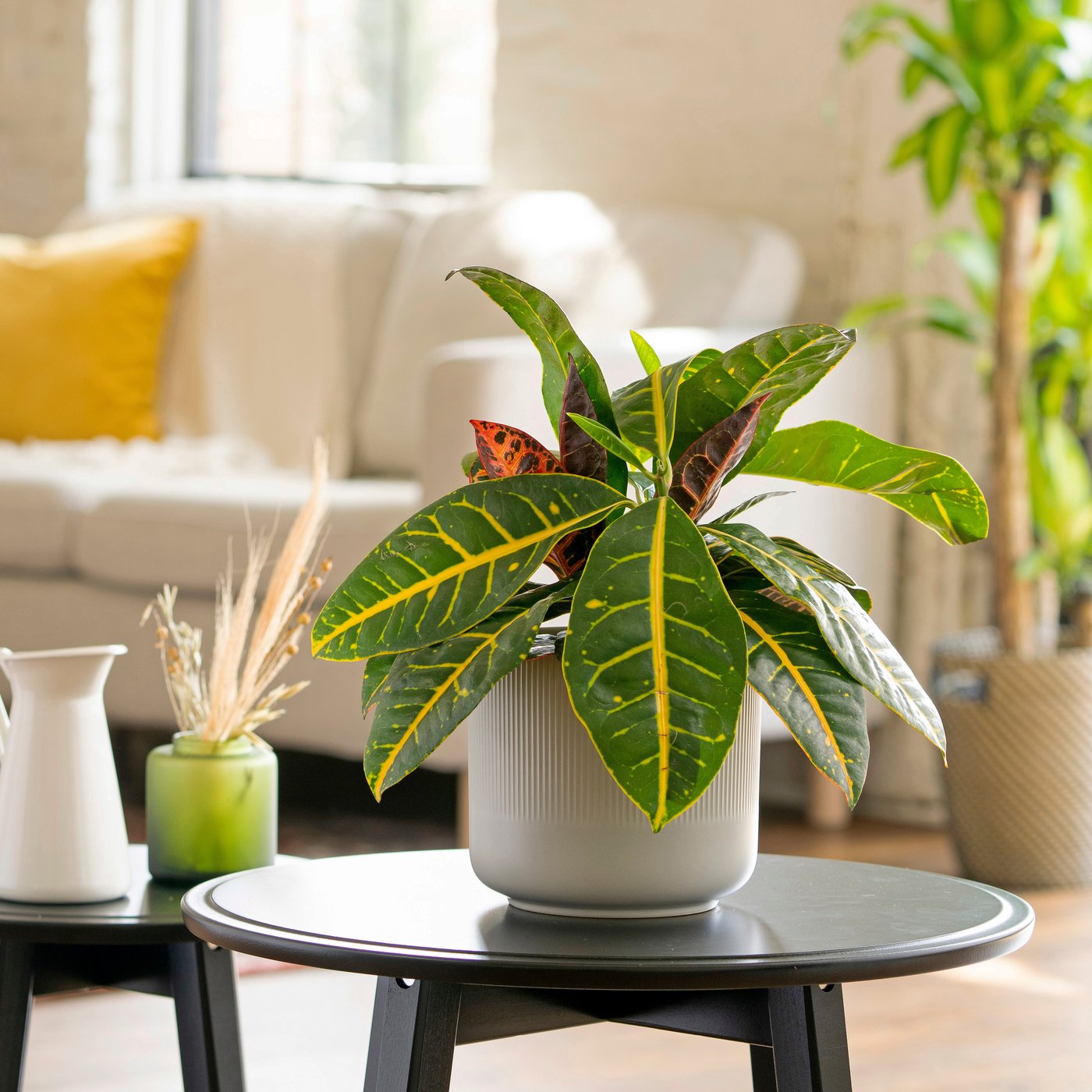 Une plante en pot Croton CODIAEUM