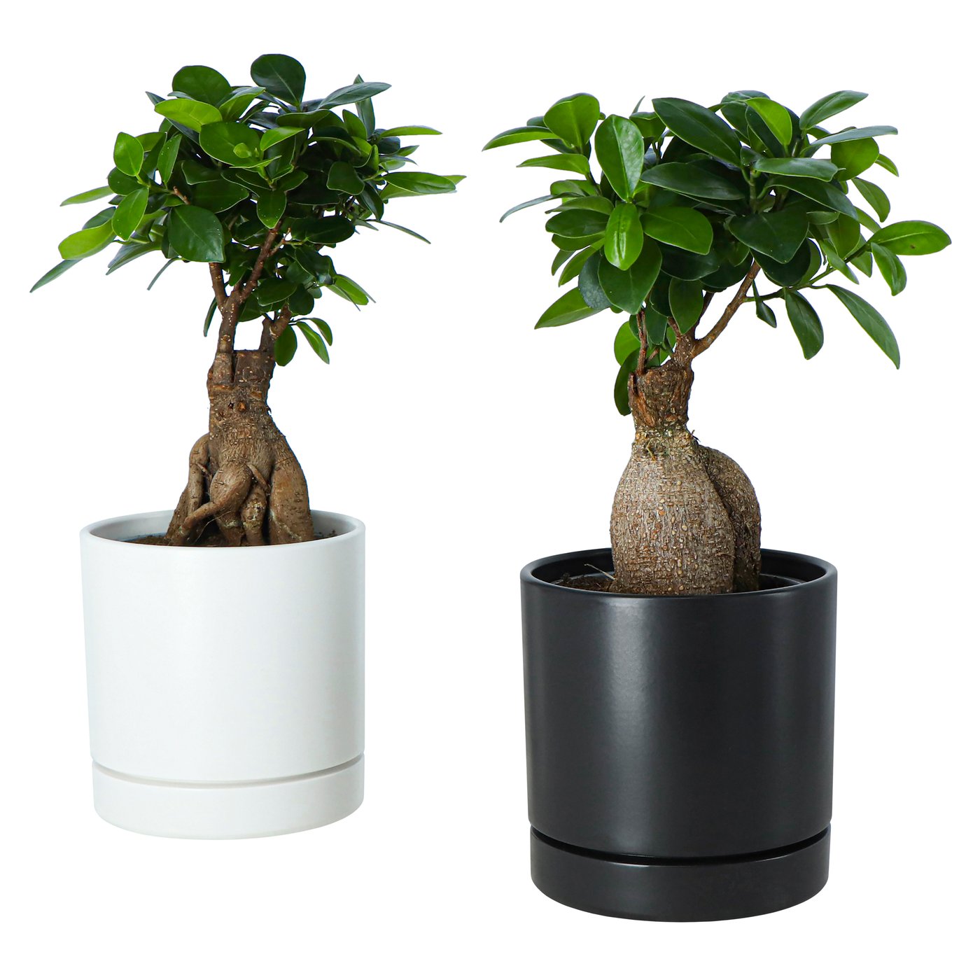 FICUS - plante bonsaï avec pot de différentes couleurs, 12 cm