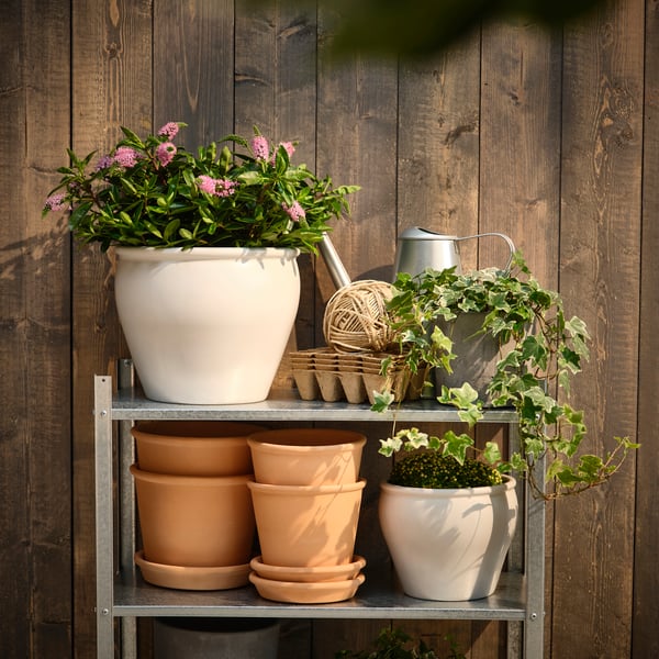 HEBE planta 17cm