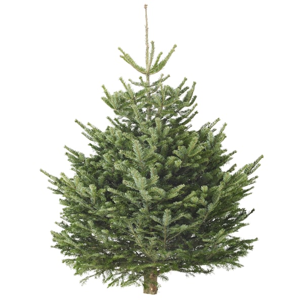 BARRTRÄD/バルトレード モミの木