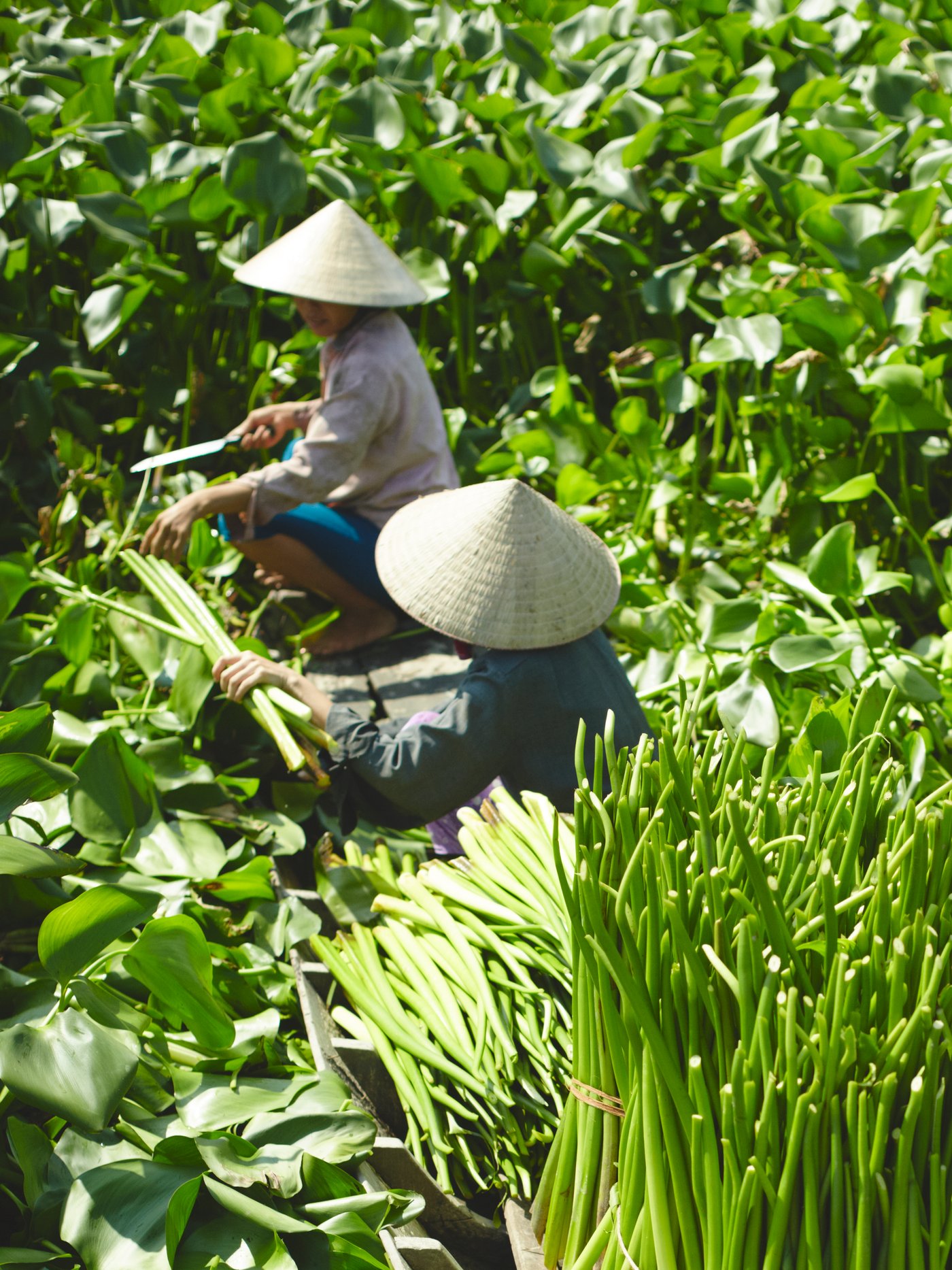 Two people wearing woven sunhats crouching in the Mekong River harvesting water hyacinth on a sunny day.