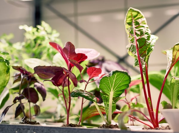 Diverse planten met groene en donkere rode bladeren, geplant in verschillende potten.