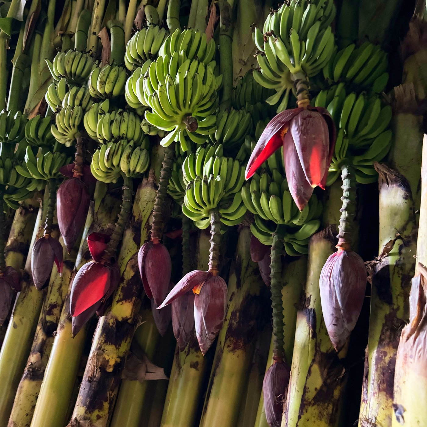 Banana plants with yellow bananas and pink banana flowers are standing in rows.