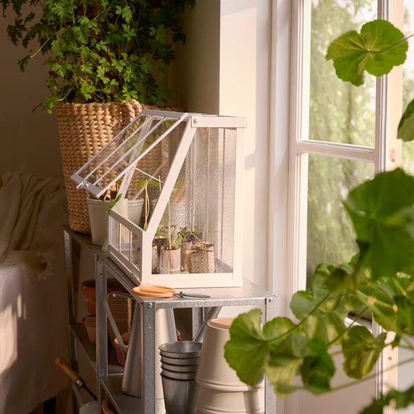 ÅKERBÄR greenhouse with tiny plants within, placed on top of a HYLLIS shelving unit in front of a window. Big plants around.