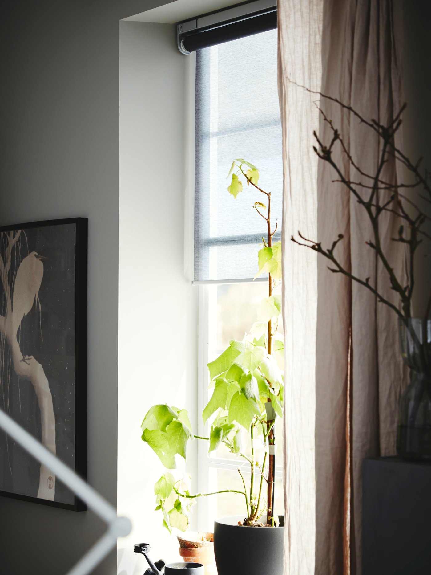 A pot with a plant in it stands in a window with curtains and a grey KADRILJ wireless/battery-operated roller blind.
