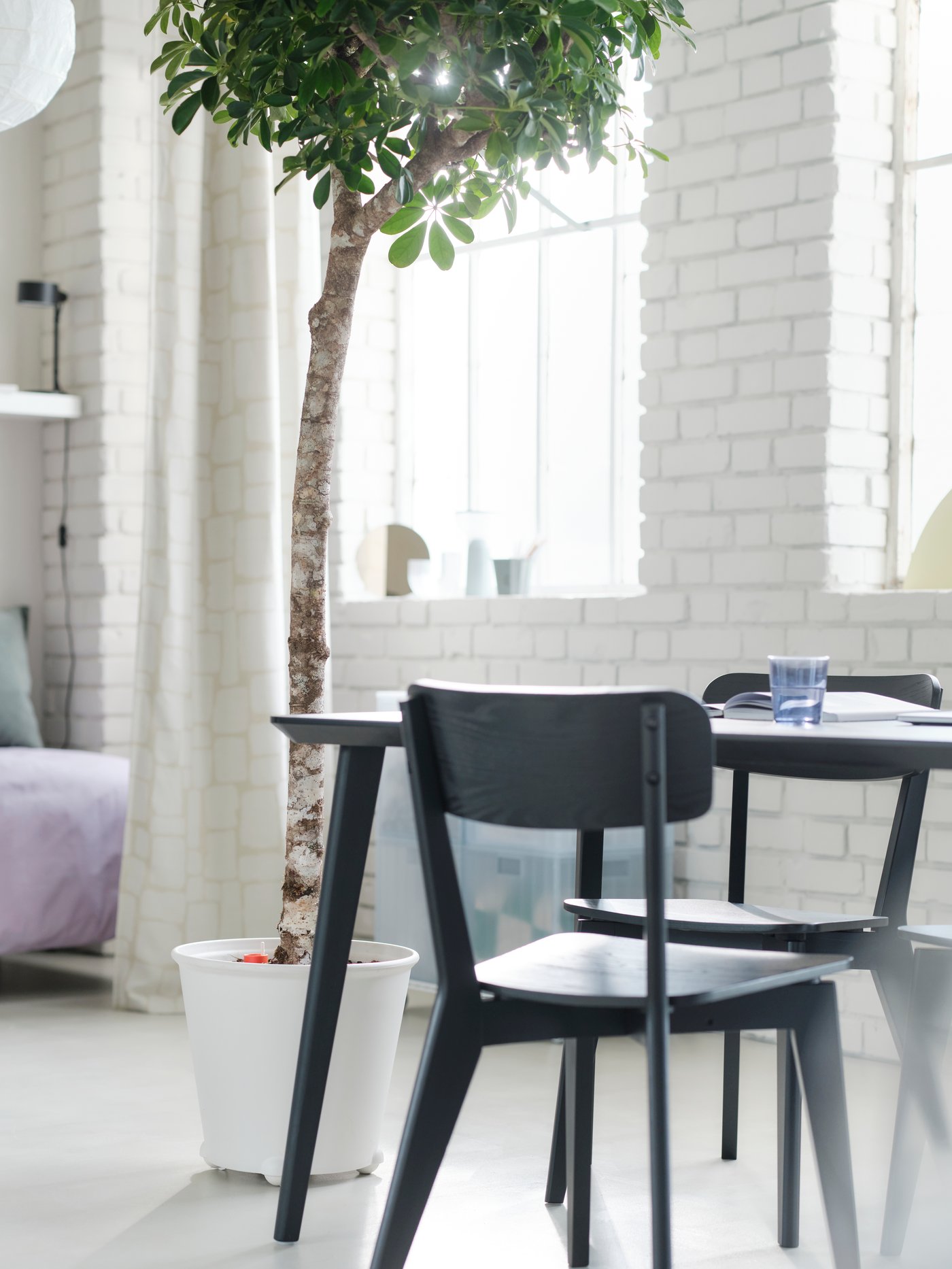 In a white, bright and airy room is a tall green tree in a white large pot next to a black dining table with two chairs.