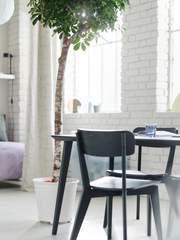 In a white, bright and airy room is a tall green tree in a white large pot next to a black dining table with two chairs.