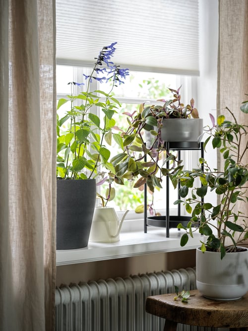 Un suport negru pentru plante cu o plantÄ gri Å i o plantÄ Ã ® n ghiveci sunt amplasate pe un pervaz. O altă plantă în ghiveci este pe o masă.