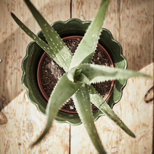 ALOE VERA