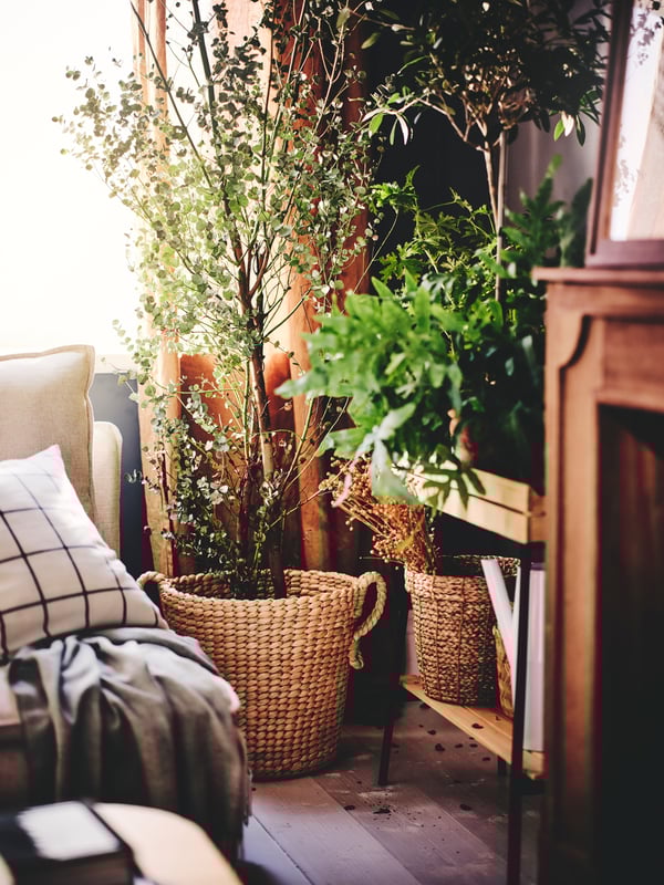 A tall plant set in a TÖRNBÄR plant pot placed next to a VANILJSTÅNG plant stand with potted plants.