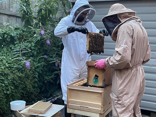 Two beekeepers removing the honey from a hive.