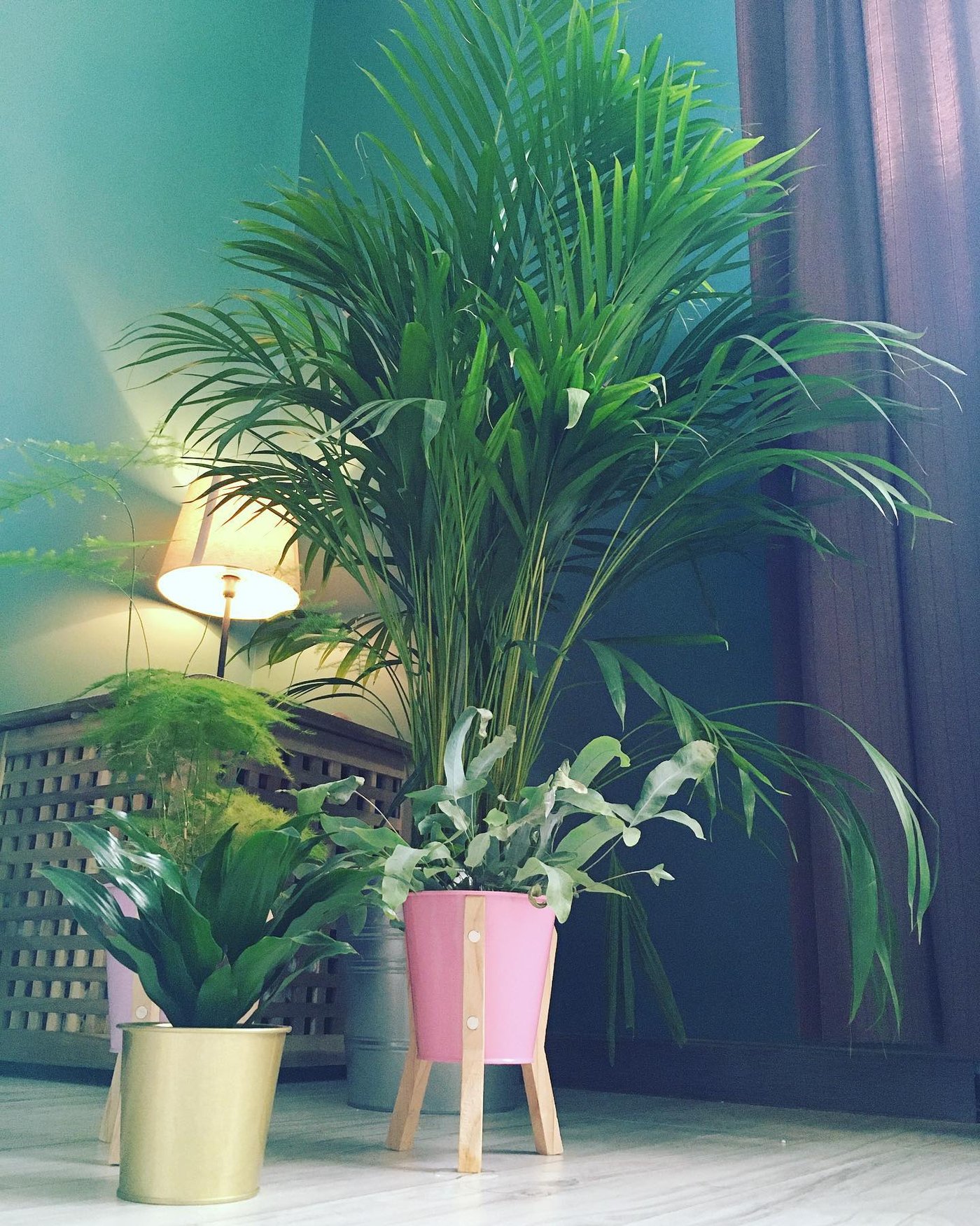Una palmera Areca DYPSIS LUTESCENS en maceta