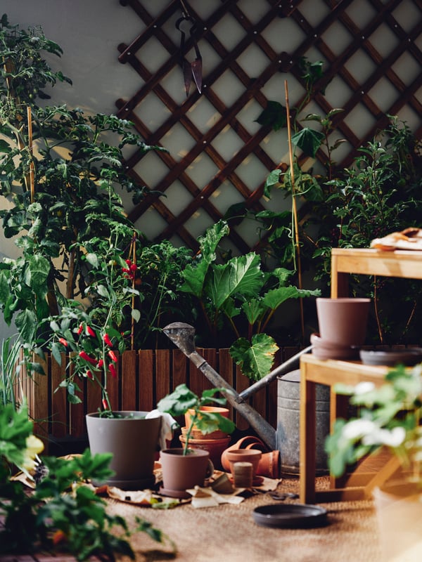 An outdoor area with potted plants and plants in ASKHOLMEN flower boxes below a light brown stained ASKHOLMEN trellis.