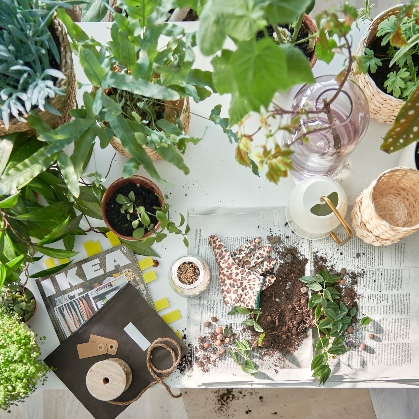 Stůl připravený na přesazování rostlin, spoustu zelených rostlin v květináčích, katalog IKEA a zemina na rozložených novinách.