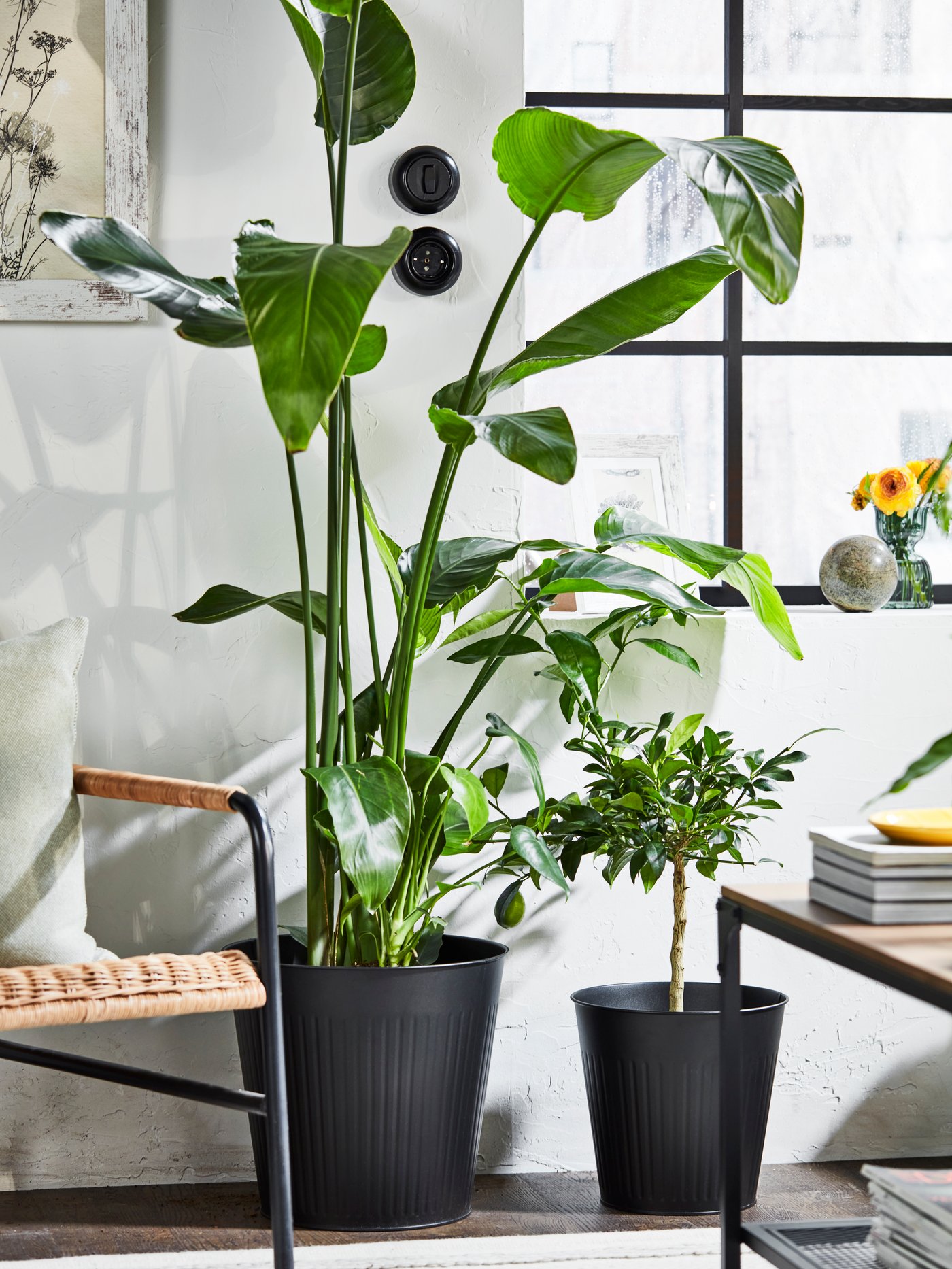 Sisä‑ ja ulkokäyttöön sopiva antrasiitinharmaa CITRONMELISS‑ruukku sekä kaksi korkeaa viherkasvia ruukuissaan.