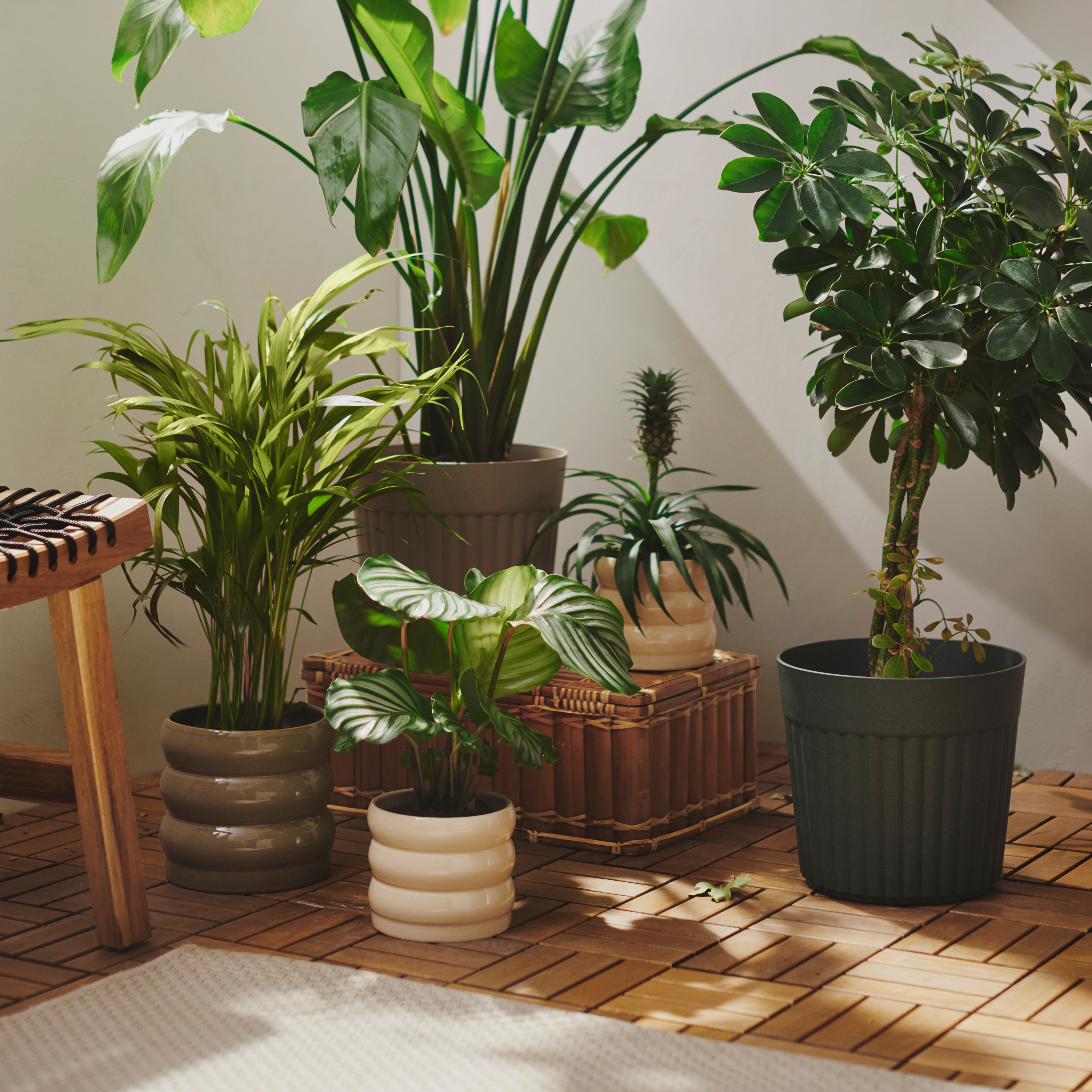 Plantas, vasos e floreiras