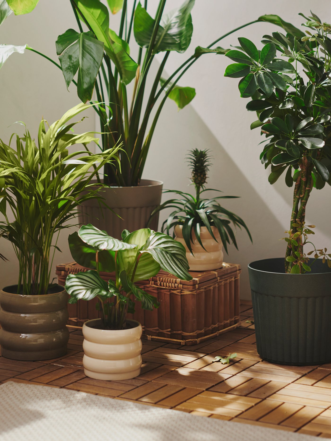 An outdoor space features deep green FRÄKENVÄXT plant pots arranged with various plants beside a light-coloured rug.