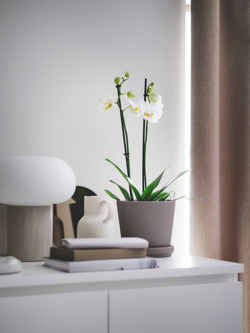 Pe un dulap alb, o plantă în ghivece PHALAENOPSIS este plasată într-o oală maro cu farfurie, alături de o lampă de masă.