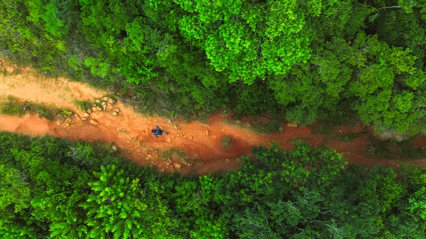 Aerial view of a person navigating a narrow, winding path surrounded by lush green foliage in a dense forest.
