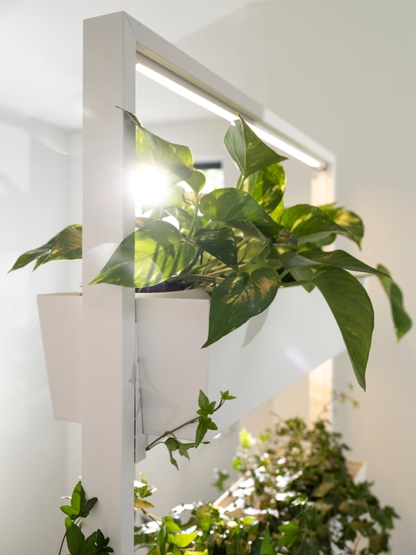 Lush, bright green plants in a white MITTZON frame with containers in the sunlight from a window.