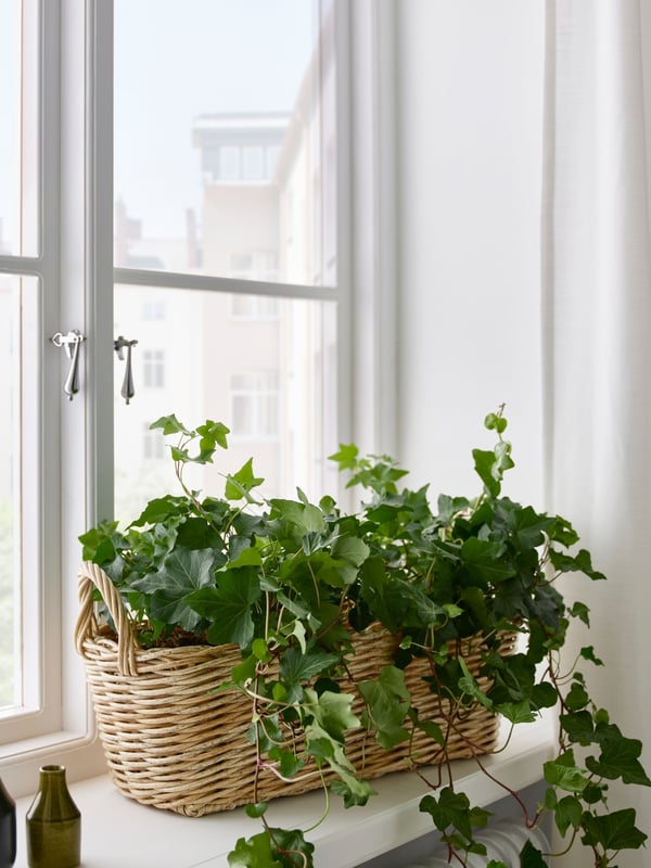 Une jardinière intérieur/extérieur en gris-brun clair sur un rebord de fenêtre. 