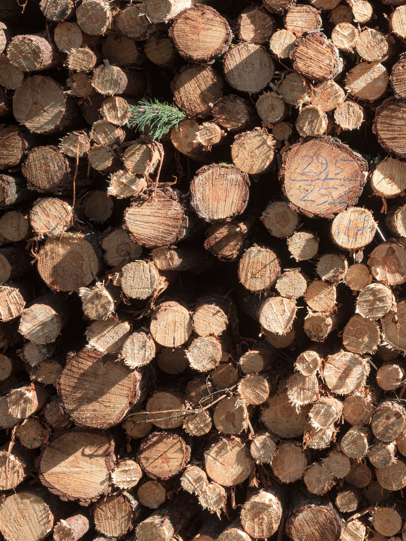 Lue lisää Forest Stewart Councilin sivuilta (linkki aukeaa uuteen ikkunan)