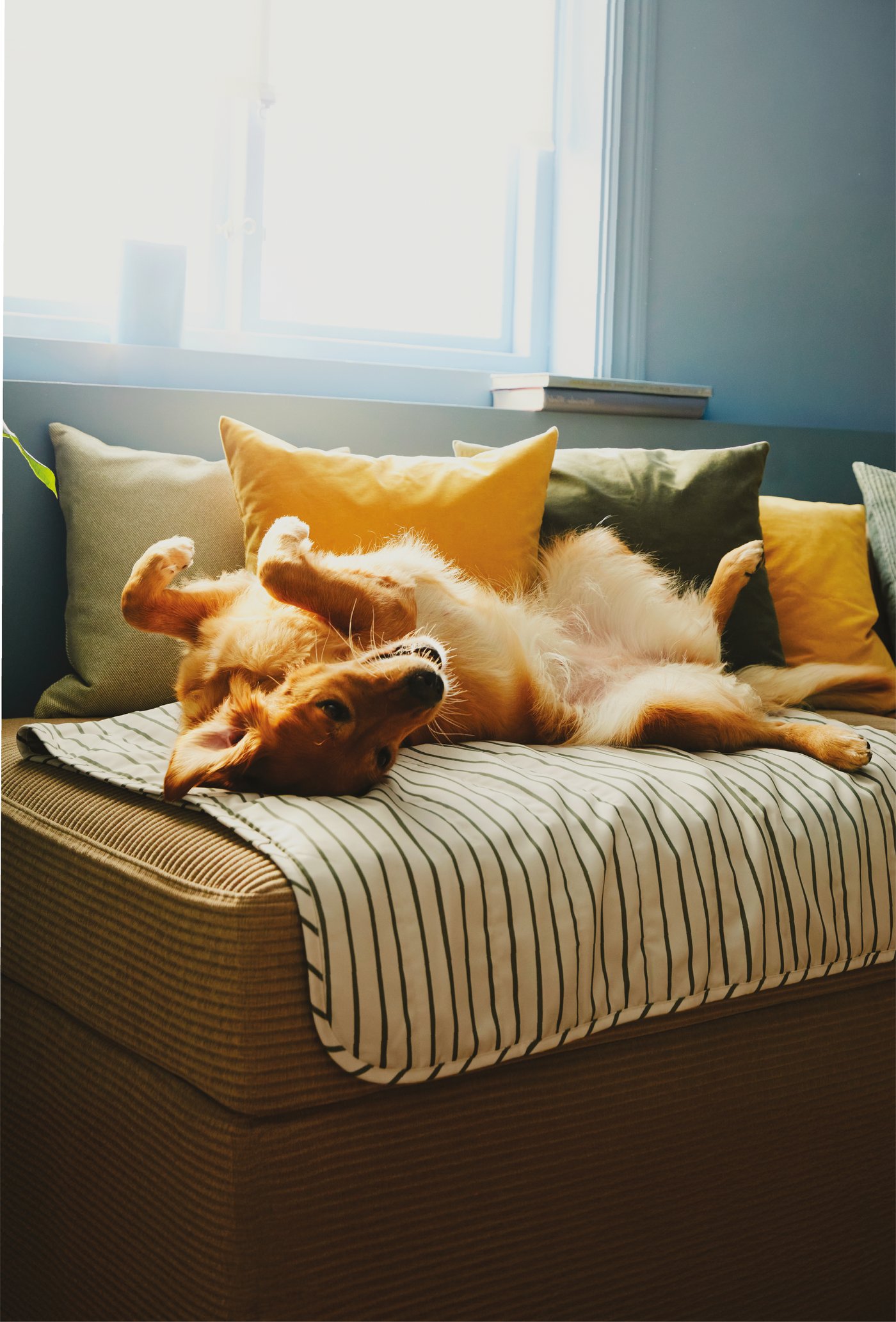 Cão deitado numa manta UTSÅDD em cima de um sofá