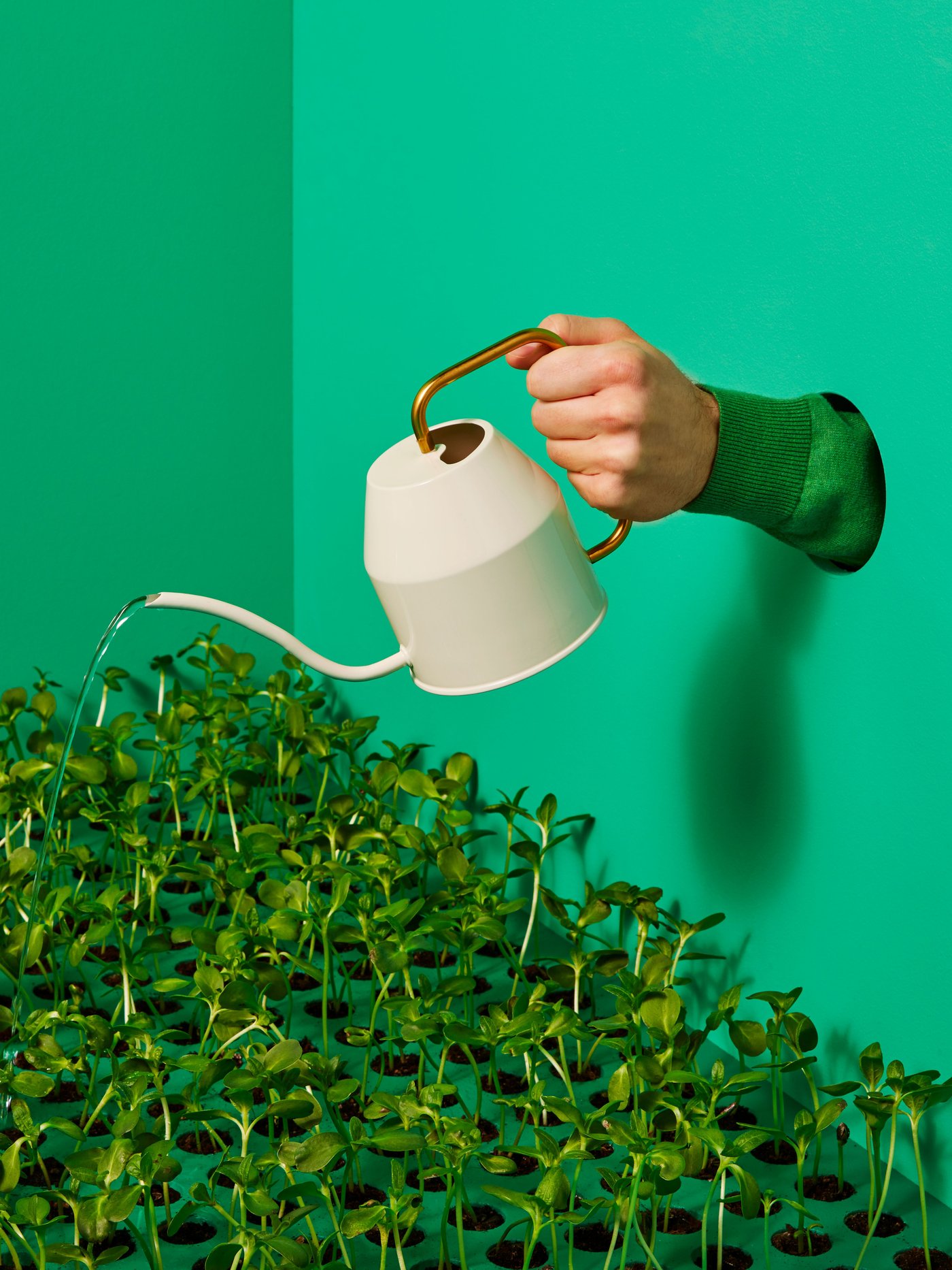 An ivory/gold-colour VATTENKRASSE watering can in the kitchen