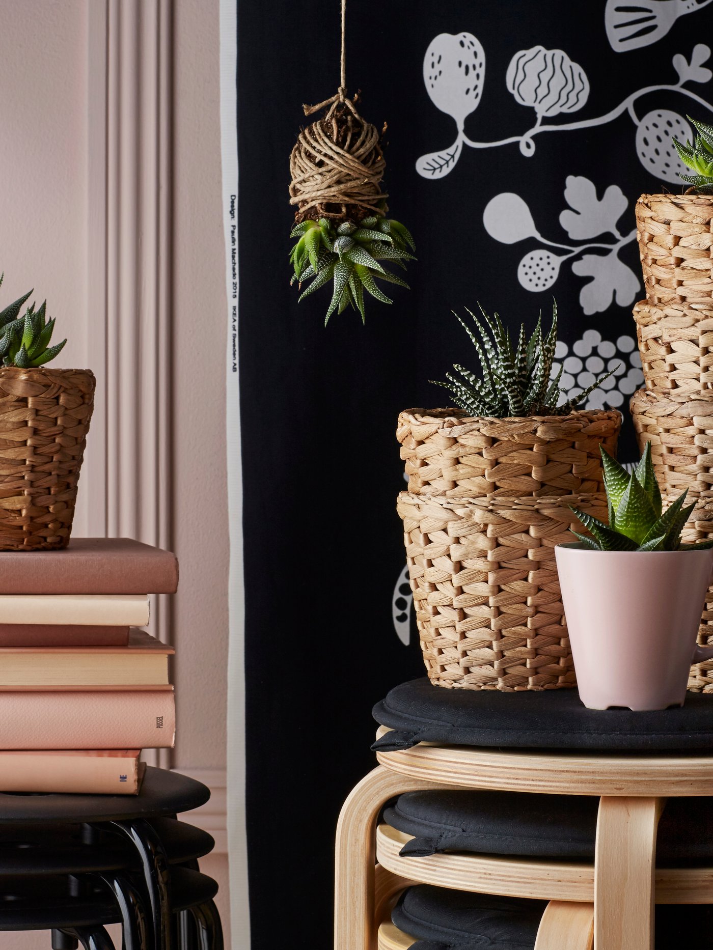 Cactus, suculentes i crasses.