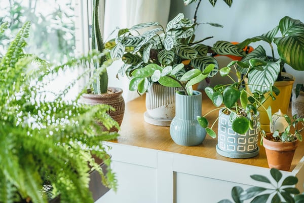 家具の上に並べられた観葉植物。