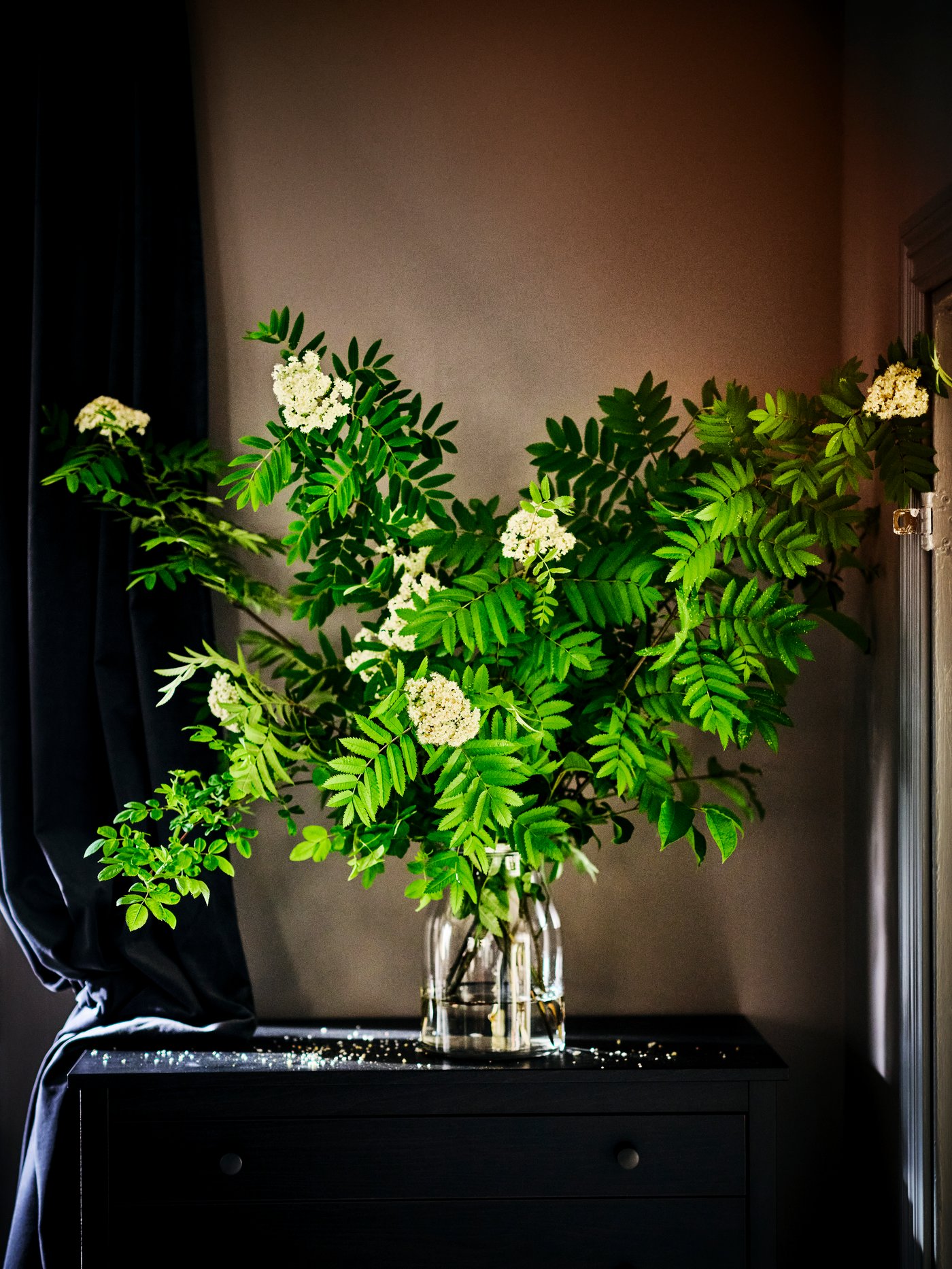 plante dans un vase transparent