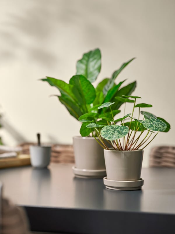 plant