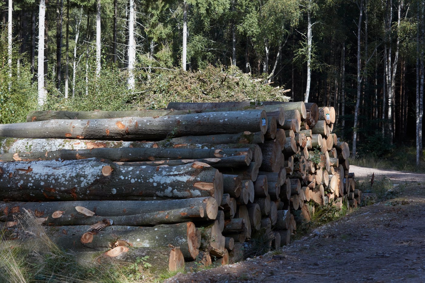 Trees, nature, forestry, timber, biodiversity, supply, wood