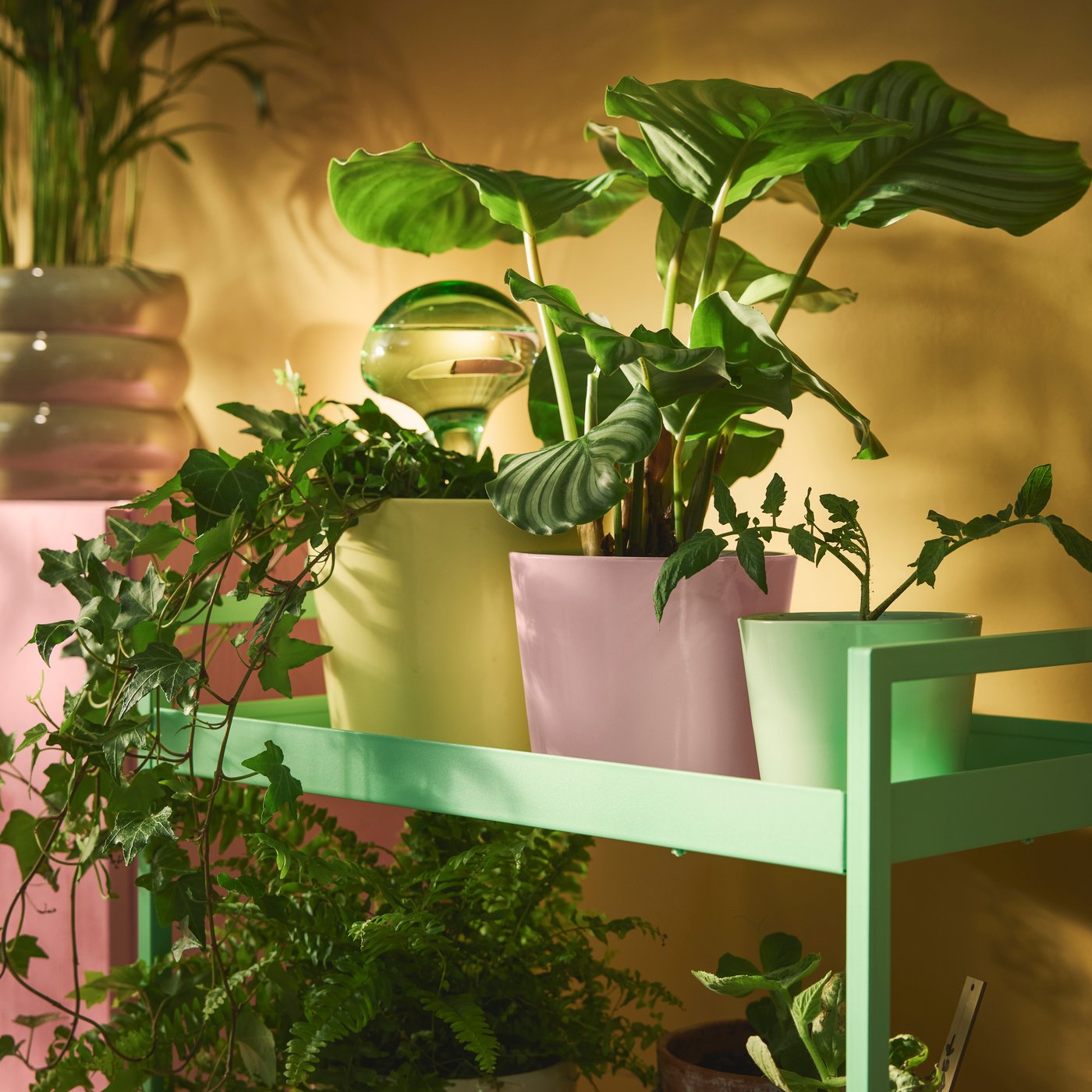 Gröna växter i färgglada krukor placerade på en hylla med varm belysning.