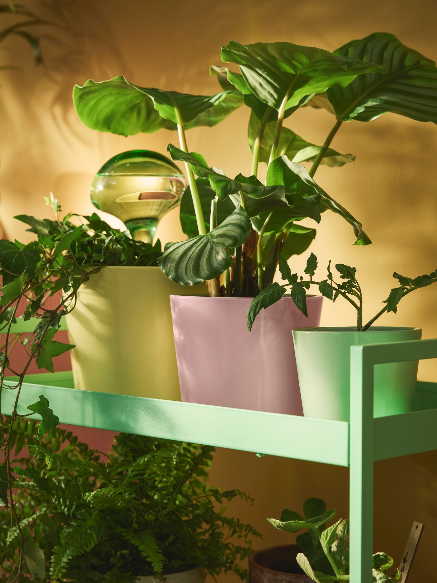 Tre portavasi SOJABÖNA rispettivamente verde, giallo e rosa chiaro con al loro interno delle piante.