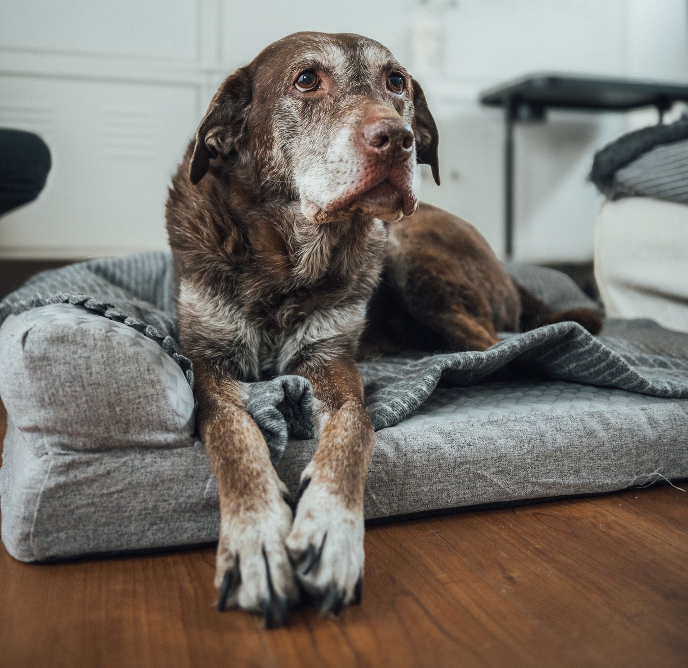 茶色い犬がグレーのクッションベッドに横たわり、木の床の上で前足を伸ばしている。