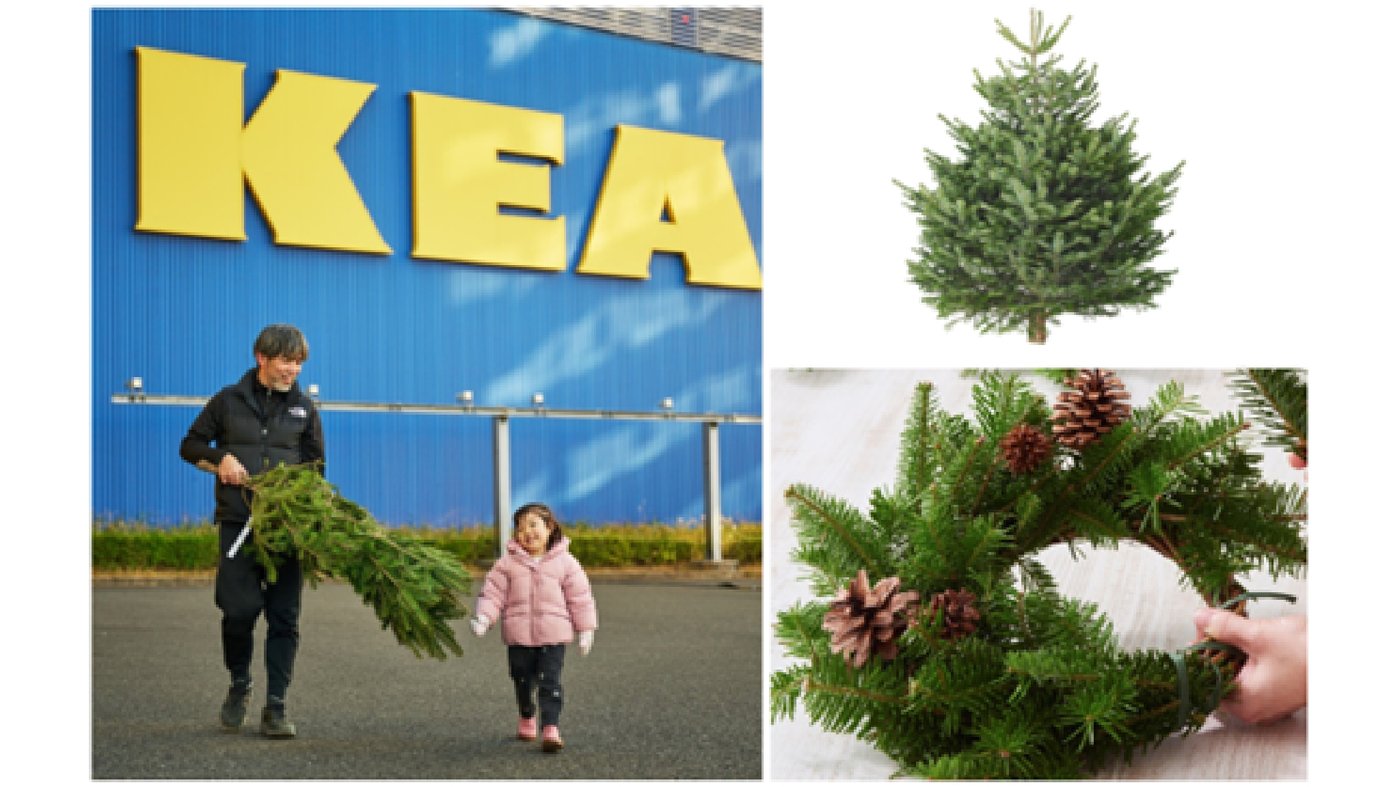 本物のモミの木を2025年11月22日(土)より販売開始