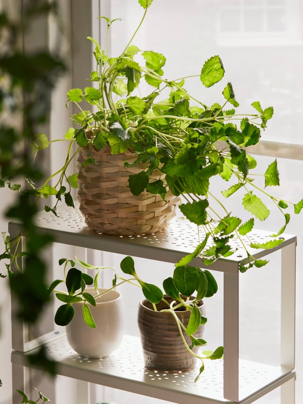 Detail image of a KAFFEBÖNA plant pot and its outer shell of woven bamboo fibre, holding a viny plant with small leaves.