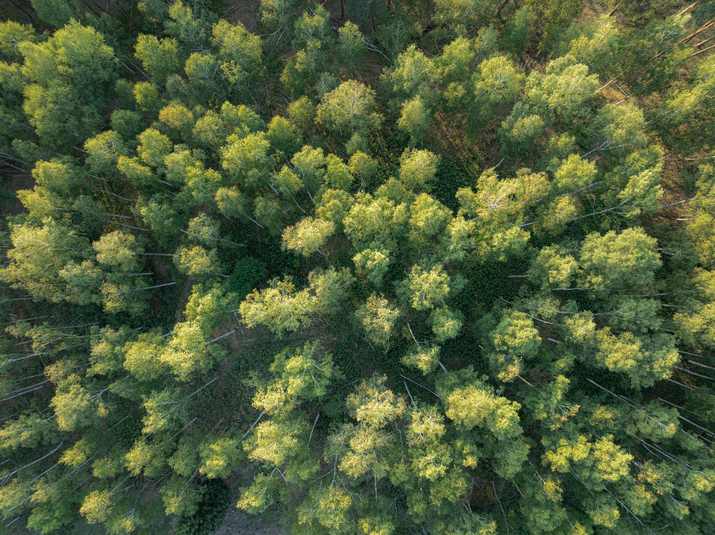 Una foto dall'alto di una foresta con le cime degli alberi verdi.