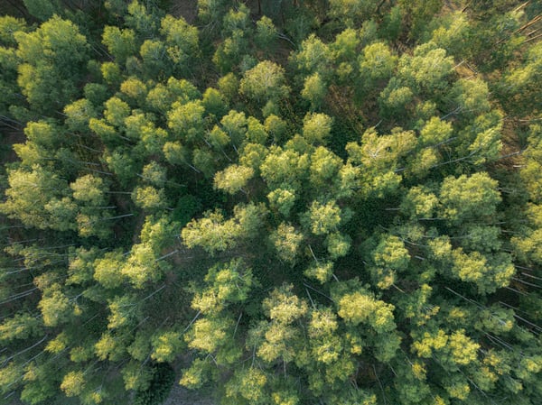 An overhead image of a forest with green treetops.