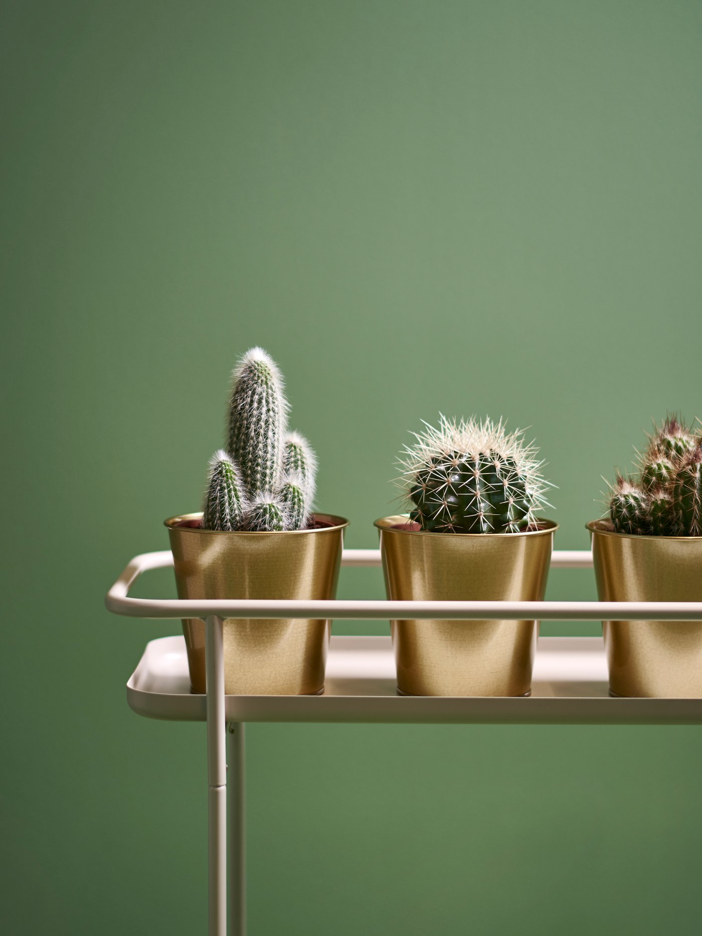 Zmiešaný kaktus CACTACEAE – kvetina v črepníku