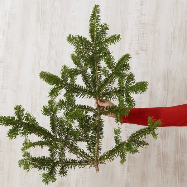 BARRTRÄD/バルトレード モミの木の枝