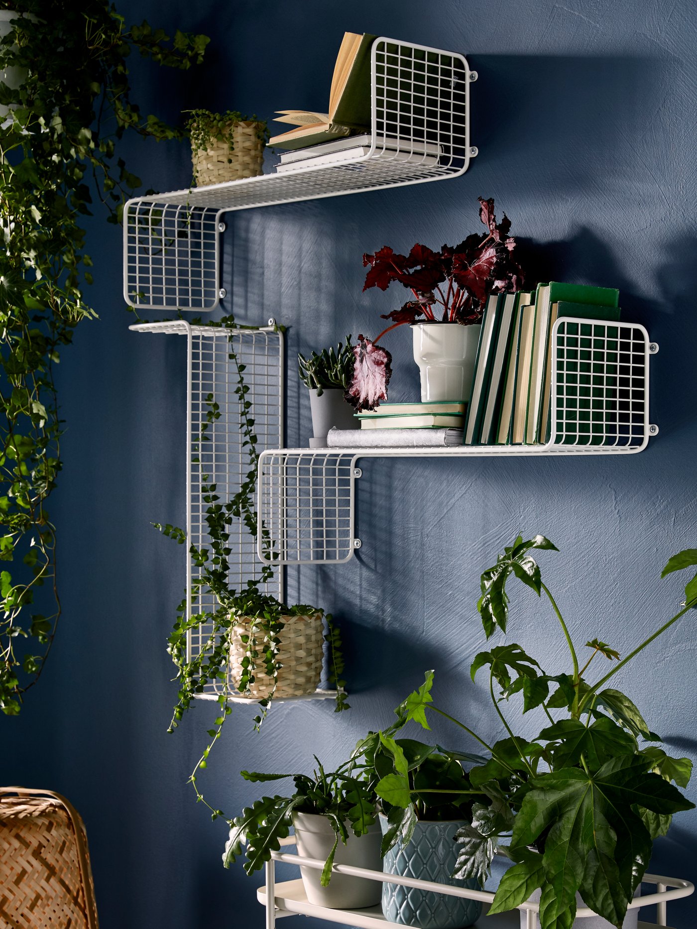 Wall with plants on display in various ways: hung from above; standing on wall shelves together with books; on a plant stand.