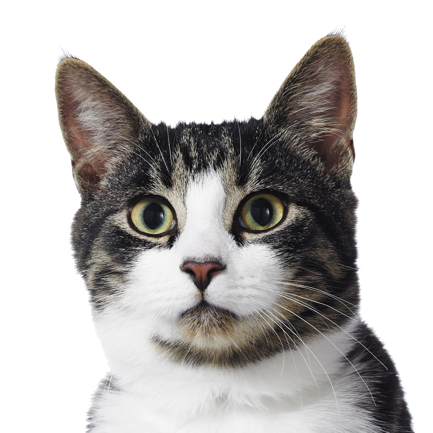 Egy fehér-cirmos cica.